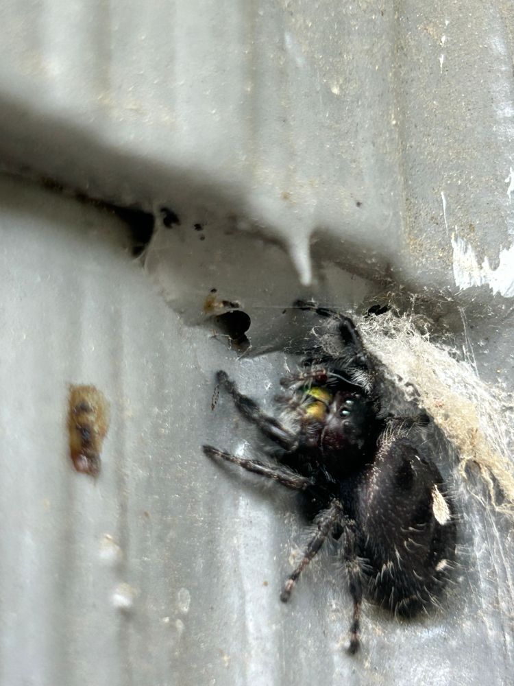 A large black, jumping spider. 