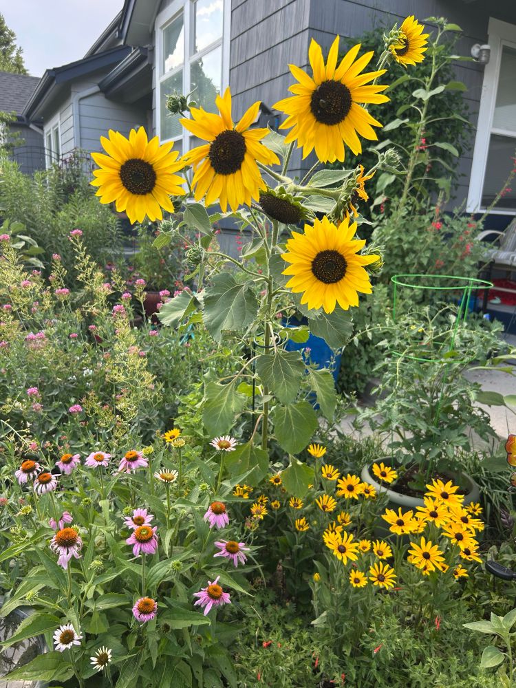 A small garden with lots of yellow sunflowers and purple cone flowers surrounded with green garden vegetation. 