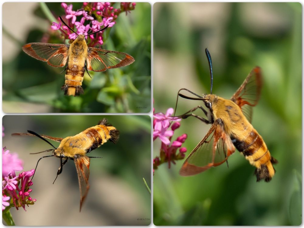 A moth with a golden body and clear wings bordered by copper brown, visiting pink flowers.