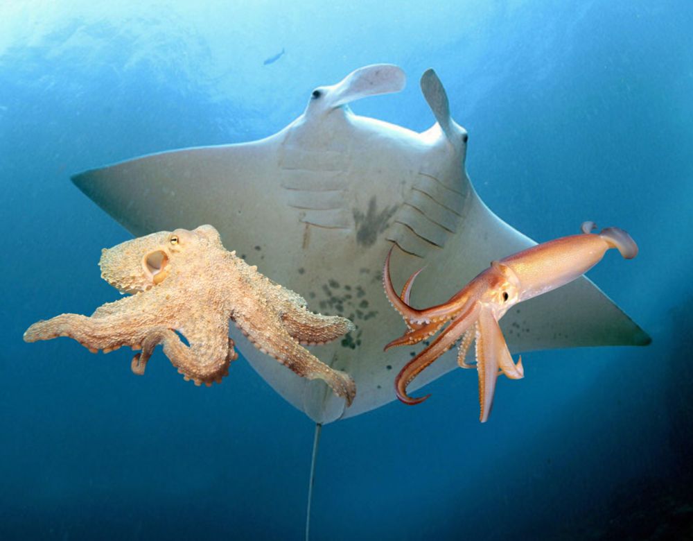 A photoshopped picture of the animals Octopus, Mantaray and Squid together (aka irl Deep Cut from Splatoon)