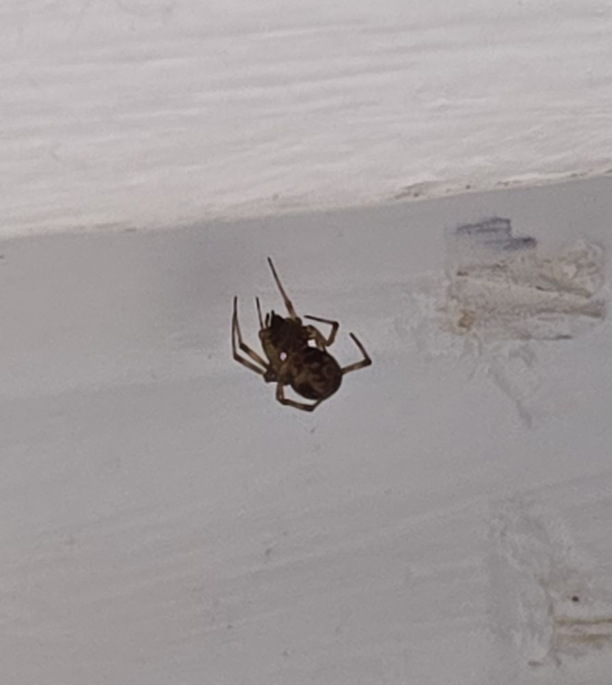 A photo of a small brown and black spider curled up, napping in her web with a white painted wood background.