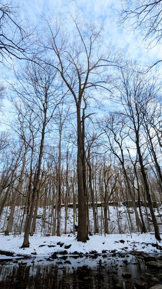 Glen Helen, Yellow Springs, OH. Tall trees on a snow-covered riverbank, on a crisp winter day.
