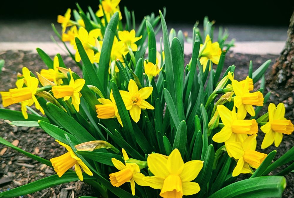Streetside daffodils, Yellow Springs, OH.