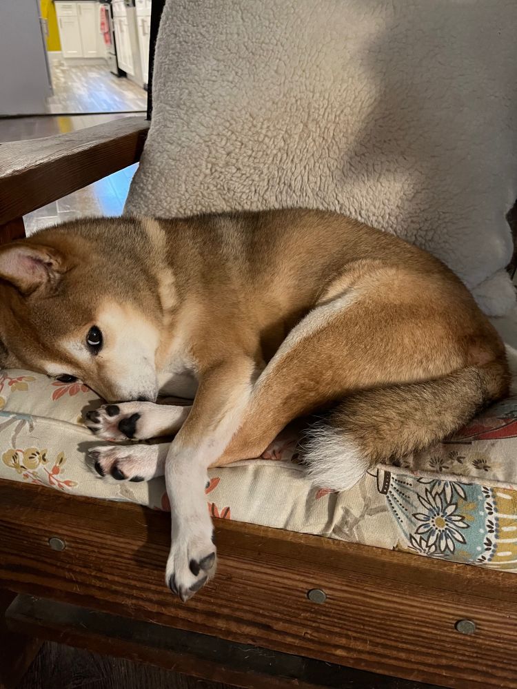 Flash, an older white and brown male Shiba Inu, lays sleepily in his favorite old chair while giving his human a side eye look. 