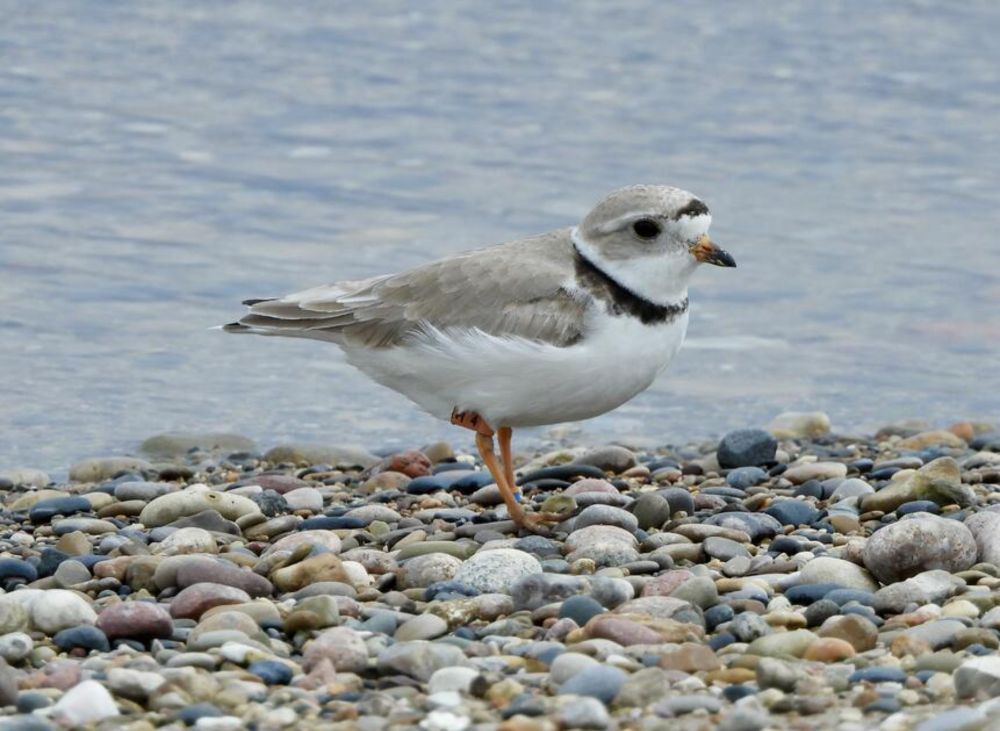 Endangered Celebrity Shorebird Arrives in NC for the Winter