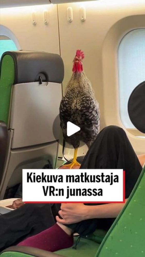 Ilta-Sanomat on Instagram: "Peltoniemi oli matkalla Helsingistä Ouluun ja oli varannut paikan lemmikkivaunusta. Yllättäen vaunussa alkoi kuulua herätyskelloa muistuttavaa kiekumista.

Peltoniemen kans...