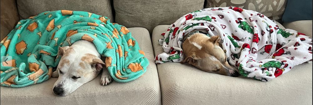 two blue heeler dogs in blankets