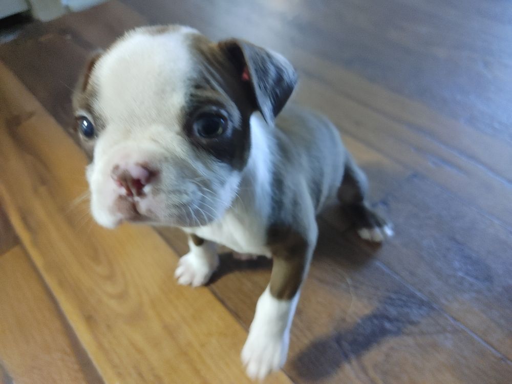 A recently baked white and taupe Boston terrier puppy sitting on a simulated wood floor. He has a slightly wrinkly face with giant cartoon eyes and cute, floppy ears. 