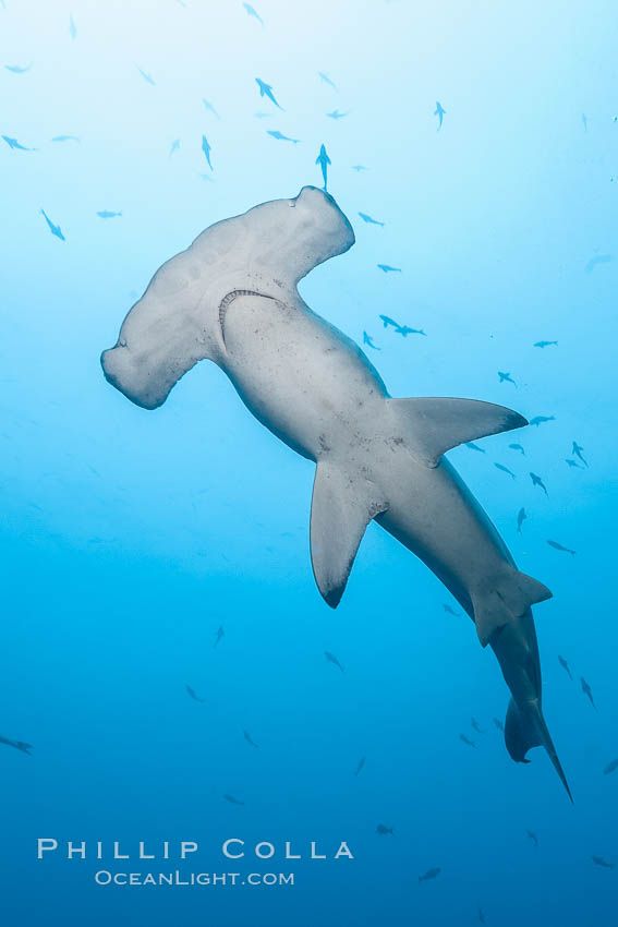 Gallapagos hammerhead shark seen from underneath. The belly of this shark is white, the top of the hammer-shaped head is scalloped like a doiley. It has a frowny mouth with tiny teeth and it's neck looks like it has a goiter. The arm fins point down and it has other small fins around what looks like a pee hole. The gradient blue water surrounding the hammerhead is sprinkled with many fish in silhouette. Photography by Phillip Colla of OceanLight.com