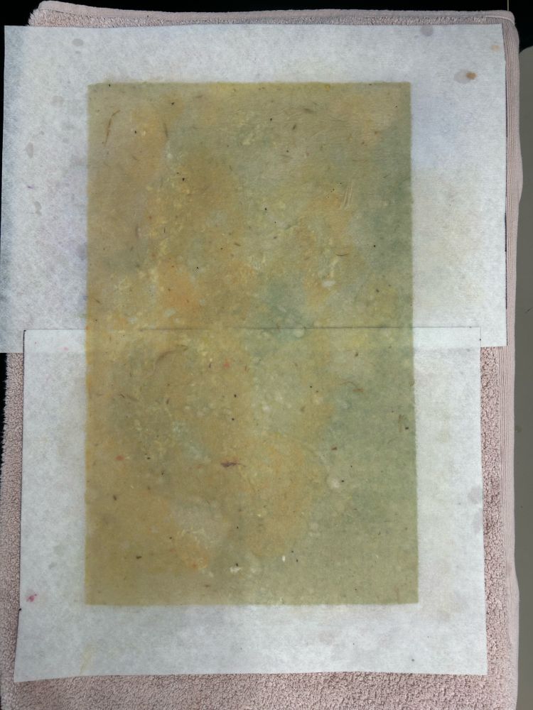 Large sheet of just pulled paper laid out on a faded pink towel and white interfacing. The paper has a colour gradient from ochre on the left to sea green on the right. There are darker blotches of yellow in the middle. 