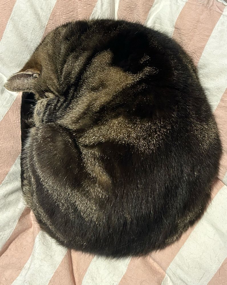 Short haired tabby cat curled in a tight ball on a pink and white striped duvet