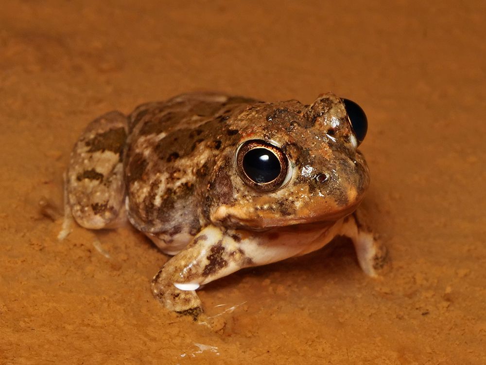 Angled-down image of a frog sitting in a puddle of muddy water, facing right. The frog's ground color is a variably light brown, with mottled and irregular spots of a darker brown. The eyes are very large, with gold irises and large black pupils, The fingers and toes are not visible, they are under the film of water and mud.