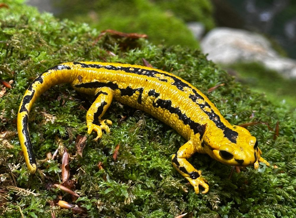 A top-down image of a salamander on dark green moss. The salamander’s ground color is a bright yellow, and there are broken lines of black running down the back and the sides, with black spots on the limbs.