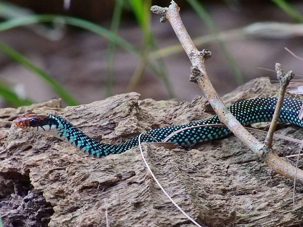A side image of a snake on top of a palm tree trunk, head on the far left and the body is across the image to the right. The snake's ground color is black, and the top of its entire body is peppered with small yellowish-white spots. On the sides of the body, the snake's scales change color to a bright light blue. The top of the head is a reddish orange and there is a dark bar posterior to the eye. The upper mouth scales are white.