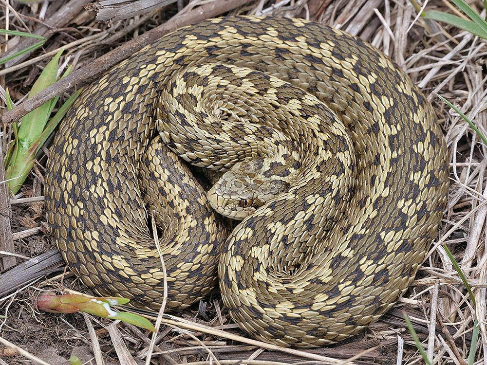 Top down image of a viper tightly coiled among brown grass and green plants. The snake's chunky viperine head is partially hidden in the center of the coil. The ground color of the snake is a straw yellow, and down the center of the back is a stripe of darker brown edged with some black scales. The stripe appears to be a series of blotches that run together, forming a small zigzag pattern. The head has the same set of colors, the iris is orangish-brown and the dark pupil is vertically elliptical.