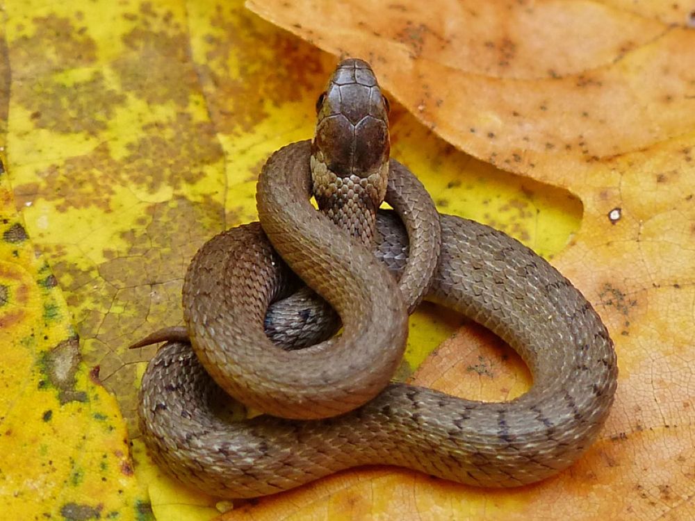 Top down view of a small snake coiled  in a triangular pattern on bright yellow and orange leaves, head emerging from the coils at the top angle. The snake is brown, with small darker brown crossbars and spots running down the body. A top-down view of the head, which is of a darker brown color.