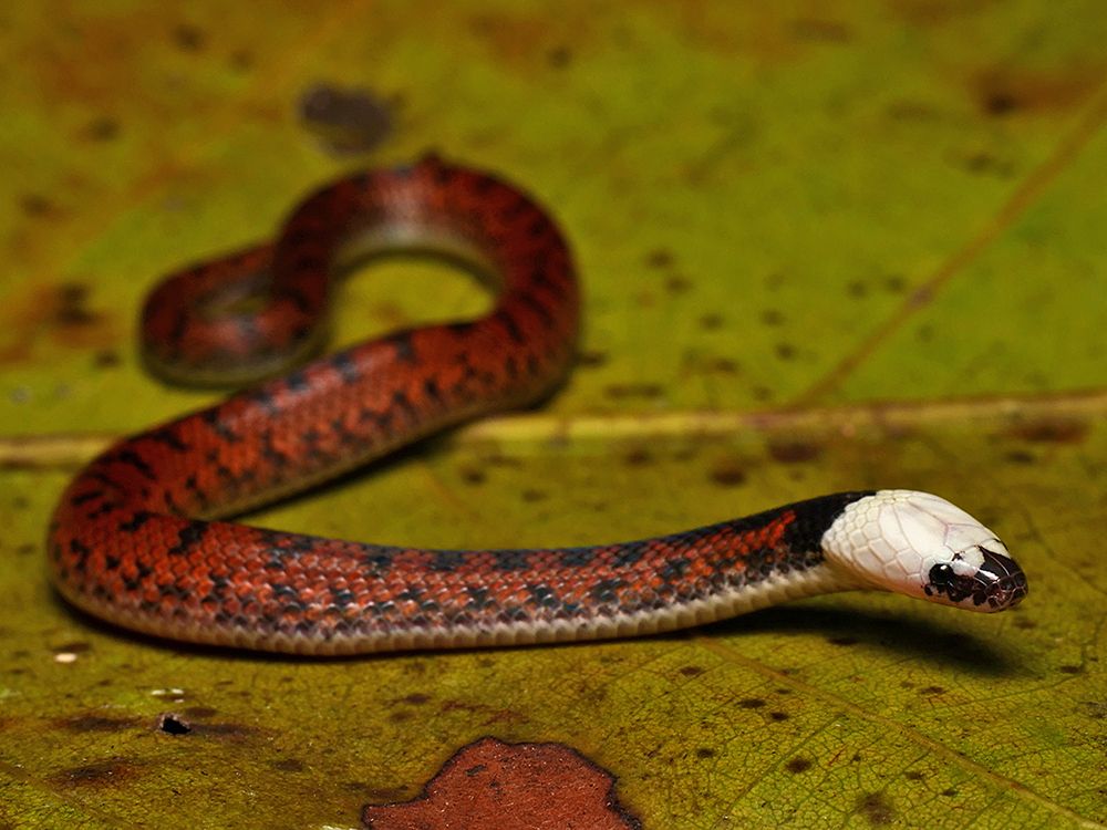 A close-up side view of a small snake crawling across a pale brownish-green leaf, and facing left. The main body color of the snake from tail to neck is a deep red, and there is a row of small dark blotches running down the center of the body, and an irregular line of small dark spots running down each side of the body. The posterior half of the neck is a black band, while the front half of the neck and much of the head is a brilliant, unmarked white. There are some black markings from the eye to the snout, that come up on top on the front of the head. The eye is black. 
