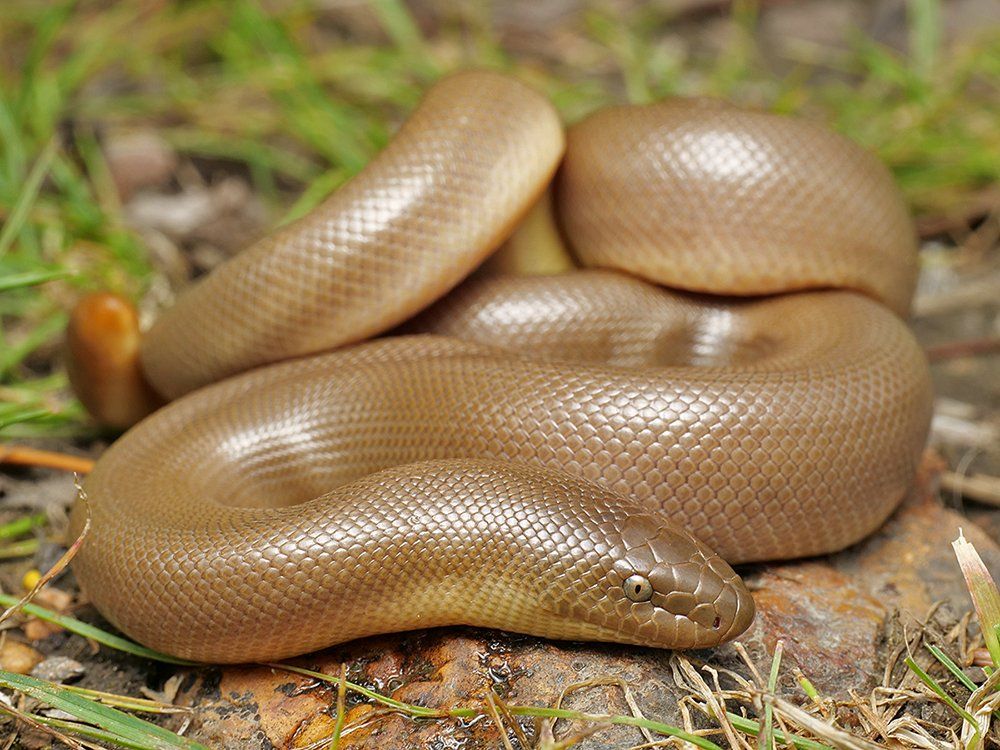 A side view of a heavy-bodied snake in loose coils on the ground, head facing right. The snake's ground color is a uniform light brown, with no markings, and the underside is an even lighter brown color. The scales are smooth and shiny, and the tail at far left center is just a stubby little nubbin (natural feature). The eyes are small, the iris is brown, and the pupil is small and dark.
