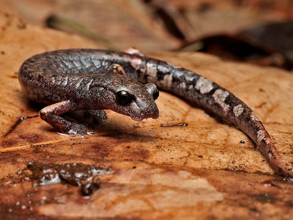 A side view of a salamander fills the image from left to right. The tail is at the right, the body pointing to the left, but the front third of the sally curves back to the right, with the face angled towards the camera. The overall color of the sally is dark gray with an overlay of very tiny light gray dots. The limbs are the same color, along with streaky blotches of a coppery orange. The tail has the same background color, but also has many irregular blotches, whitish and with some coppery orange hues here and there. The effect makes the tail resemble a lichen-spotted branch. The eyes are large and bulging from the head, and are completely black.