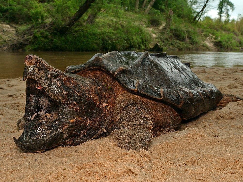 Angled side view of a large turtle on the sand bank of a river. The turtle has a massive head, and the mouth is wide open, revealing a strongly hooked beak on both top and bottom. The carapace (top shell) has prominent keels that look like mountain peaks. The head and limbs are a dark, marbled brown, and the carapace is almost black in color.