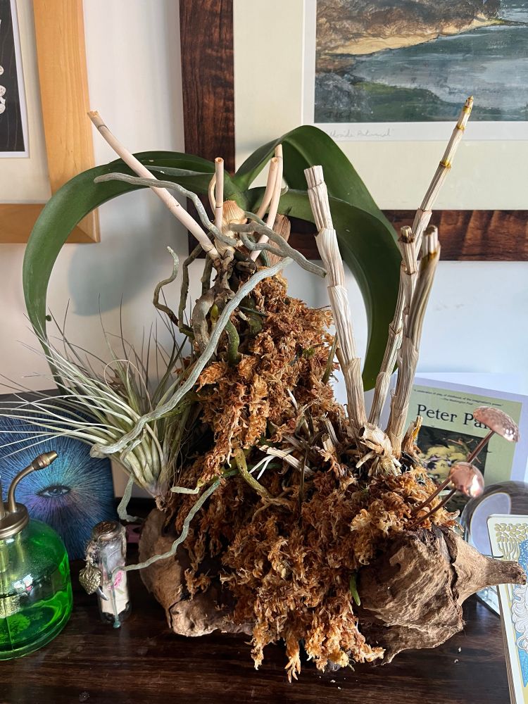A phalenopsis, a dendrobium, and an air plant mounted on a lump of wood with a heavy covering of moss