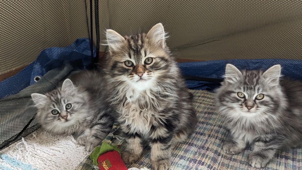 Three gray tabby Siberian Forest Cat kittens in a play pen