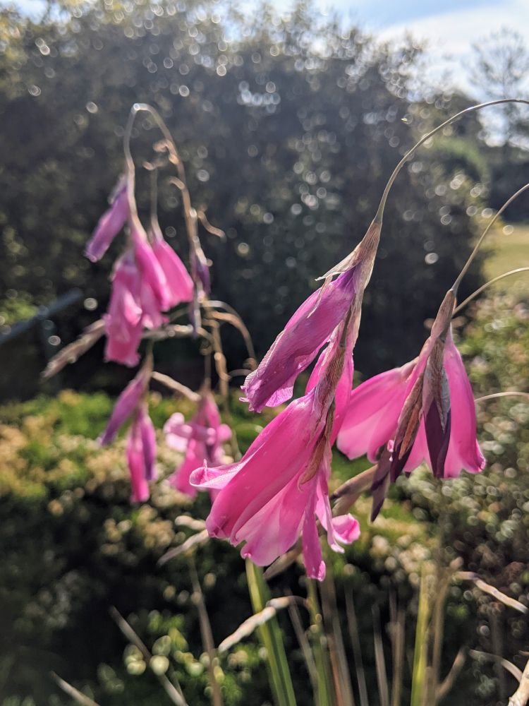 A cluster of delicate pink bell-shaped flowers in soft sunlight, with a blurred garden and hedge in the background creating a dreamy bokeh effect.