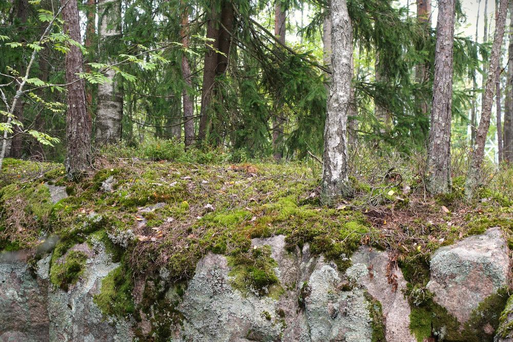 Puita kasvaa kalliolla