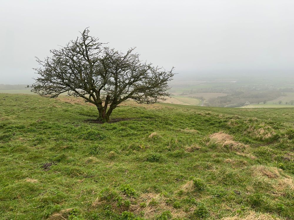 Small, lonely tree on White Horse Hill, Uffington, Oxfordshire, UK