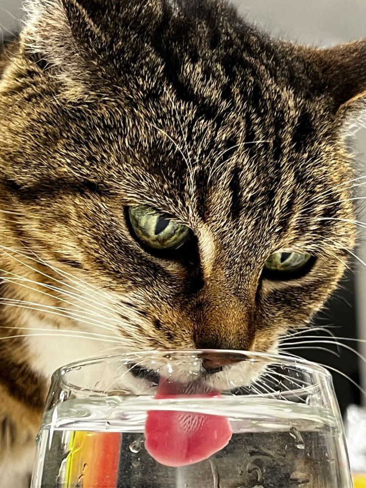A closeup of a cat drinking from a glass. The caption is: Olive prefers to drink from the fountain of Truth, it's easier to digest. 