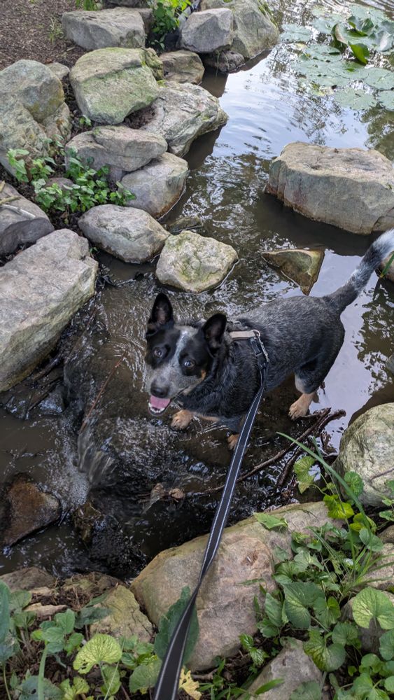 A happy blue heeler looking up at the camera. He's standing in a steam. 