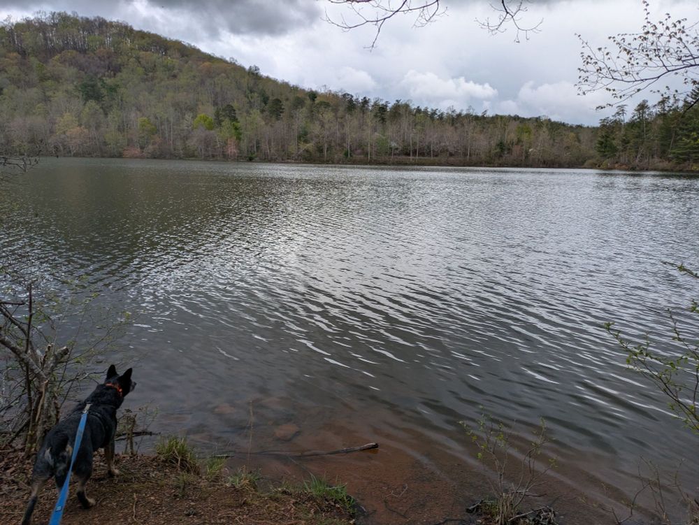 Fairystone-lake. A dog is looking out over it. 