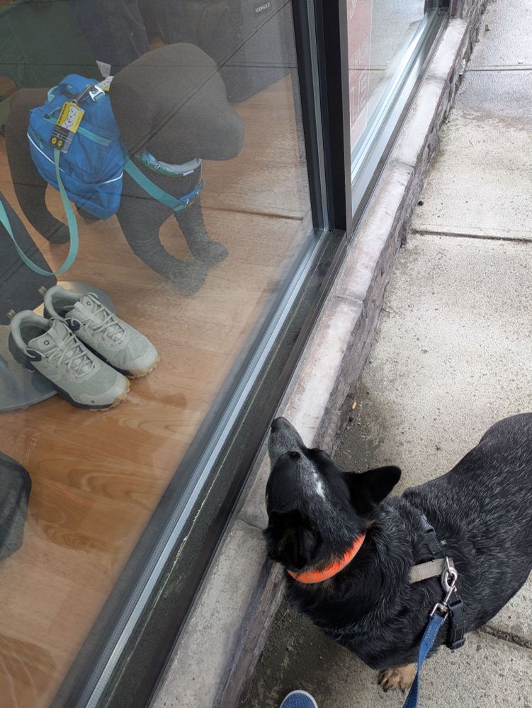 A blue heeler looking at a dog mannequin (?) in the window of an outdoors goods store