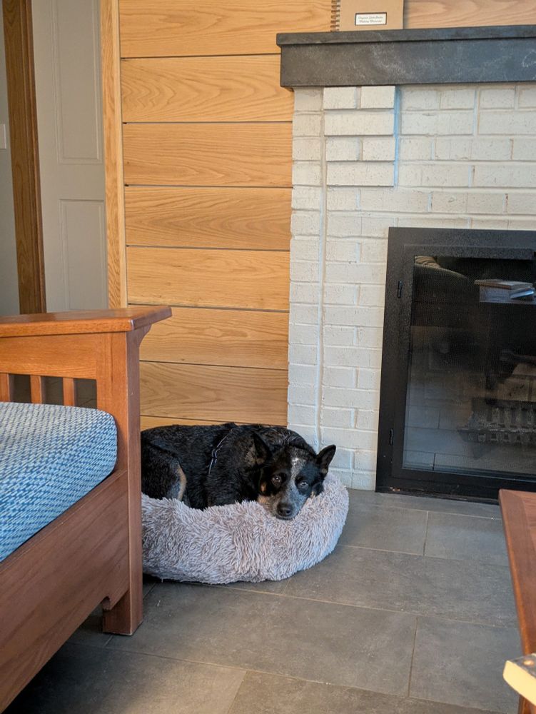 A blue heeler is curled up in his bed in front of a fireplace 