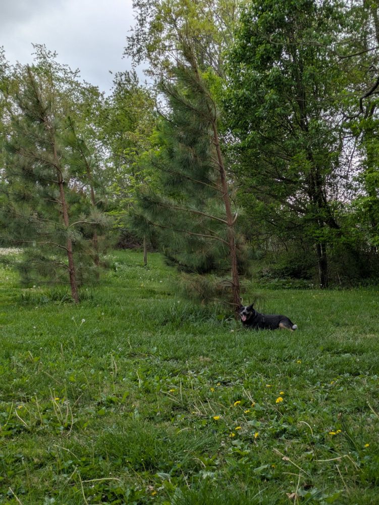 A dog sitting under a tree, grinning (the dog, not the tree)