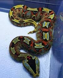 Bitis Viper

Super deadly, super pretty, super glad it doesn’t live in my area…