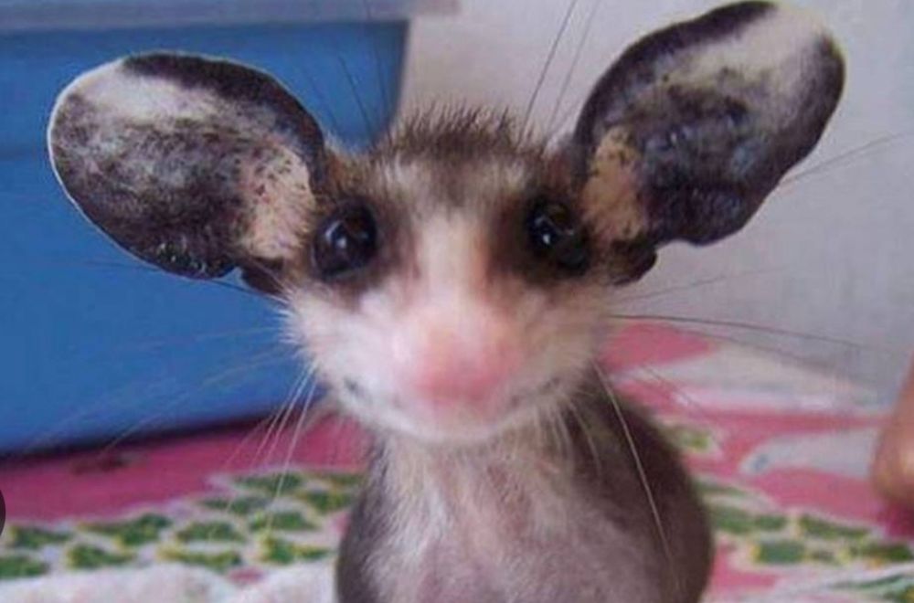 Baby opossum says wassup?