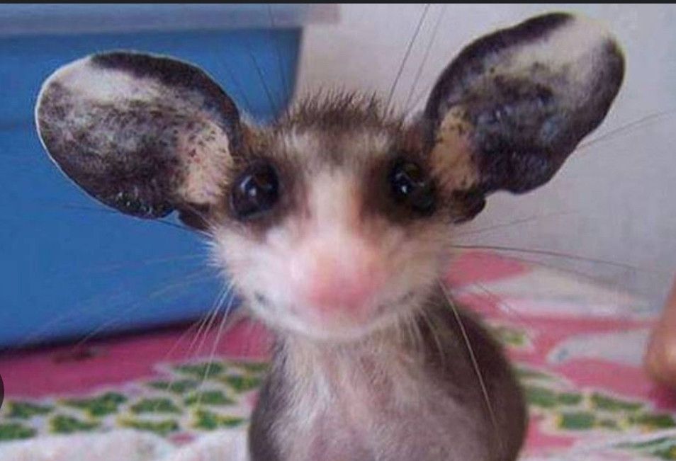 Baby opossum who always makes me smile.