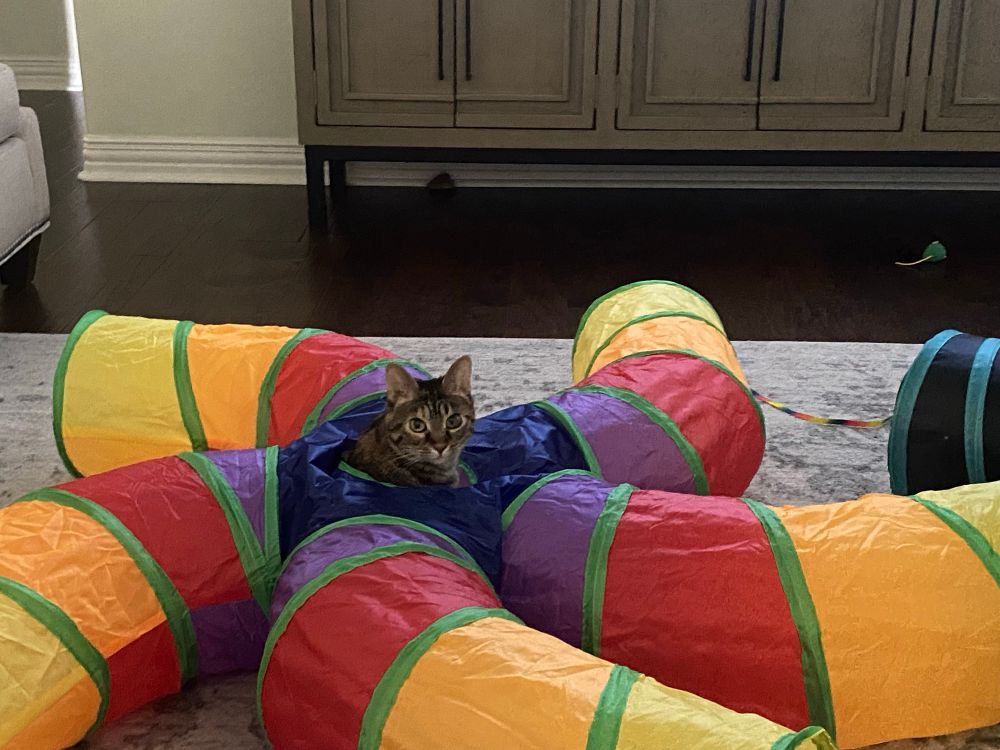 Nasima (cat) showing off her new rainbow tube
