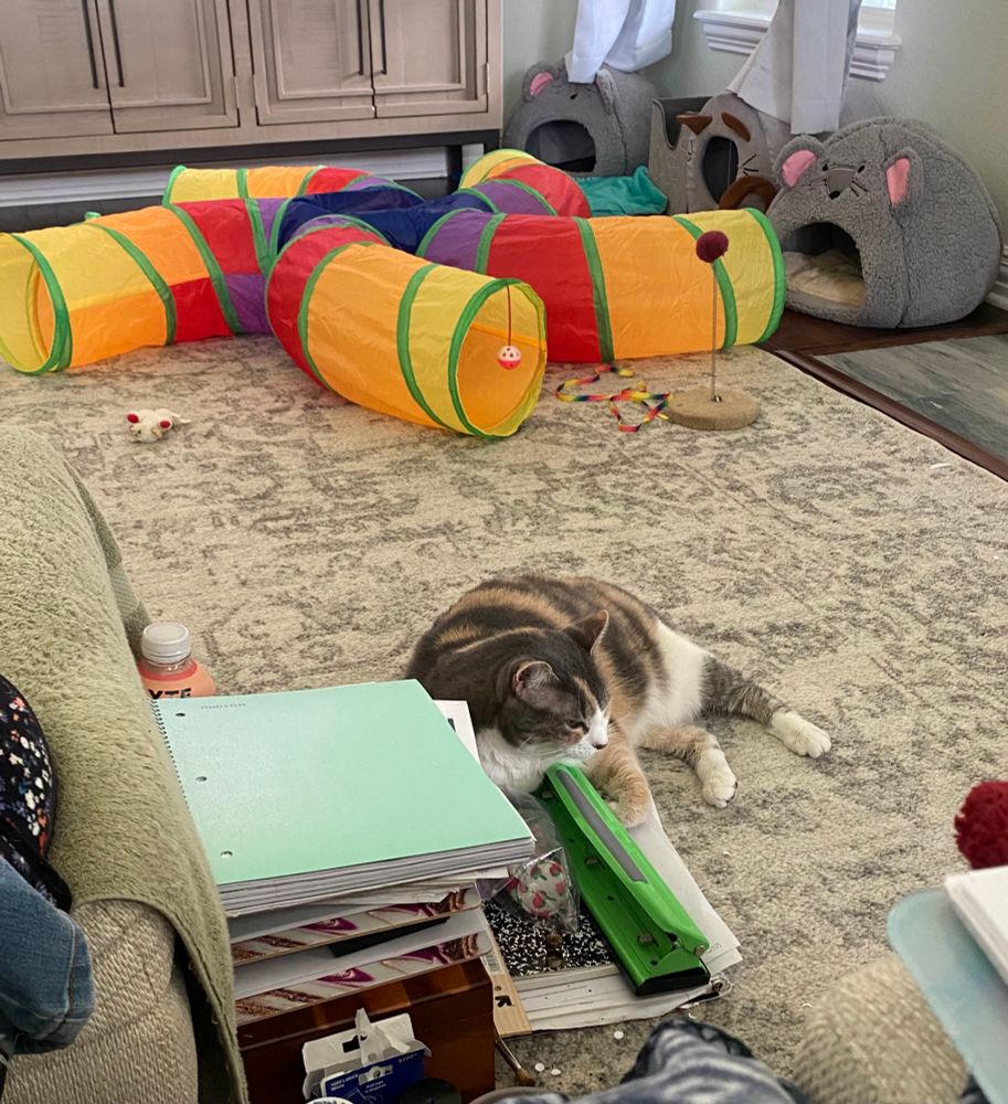 Gaia cat still sad & irritated. If only she had some toys to play with…