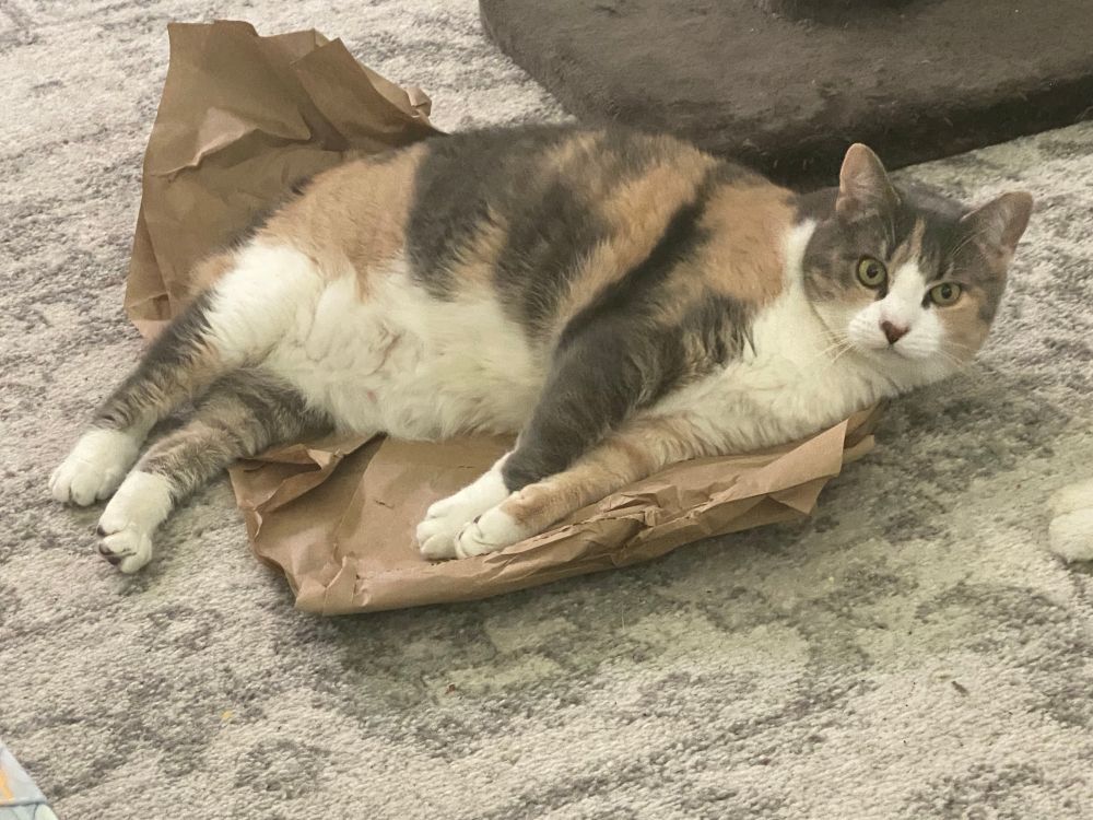 Gaia cat was napping, but I played piano so she’s trying to send me to hell in her mind…but the hell where I’ll still bring her food