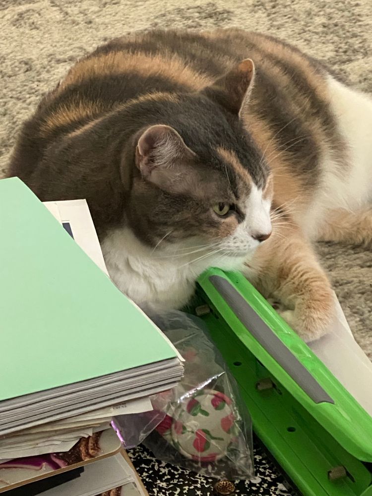 Gaia cat closer pic to hole punch.