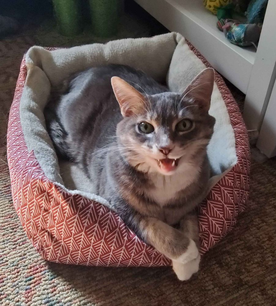 My grey stripped cat Leo sitting in his red cat bed meowing while crossing his front paws