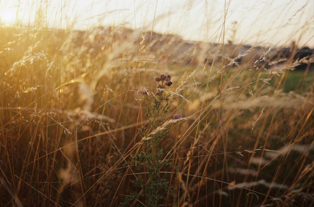 Photo in landscape orientation, the frame is mostly filled with high yellow-ish grass bathed in golden hour sunlight. Out of focus, there seem to be meadows in the background. There is a thistle with several purple flower heads at the very centre of the image, it's the only prominent spot of non-yellow colour. The image has very shallow depth of field, only the thistle and the parts of the grass on the same plane are truly in focus. There is fine but noticeable film grain.