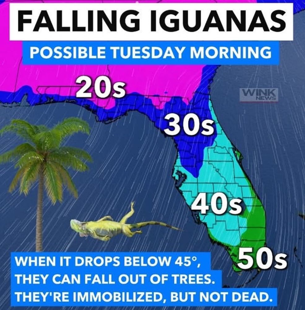 a local florida weather report for tuesday morning warning of cold temperatures and Falling Iguanas