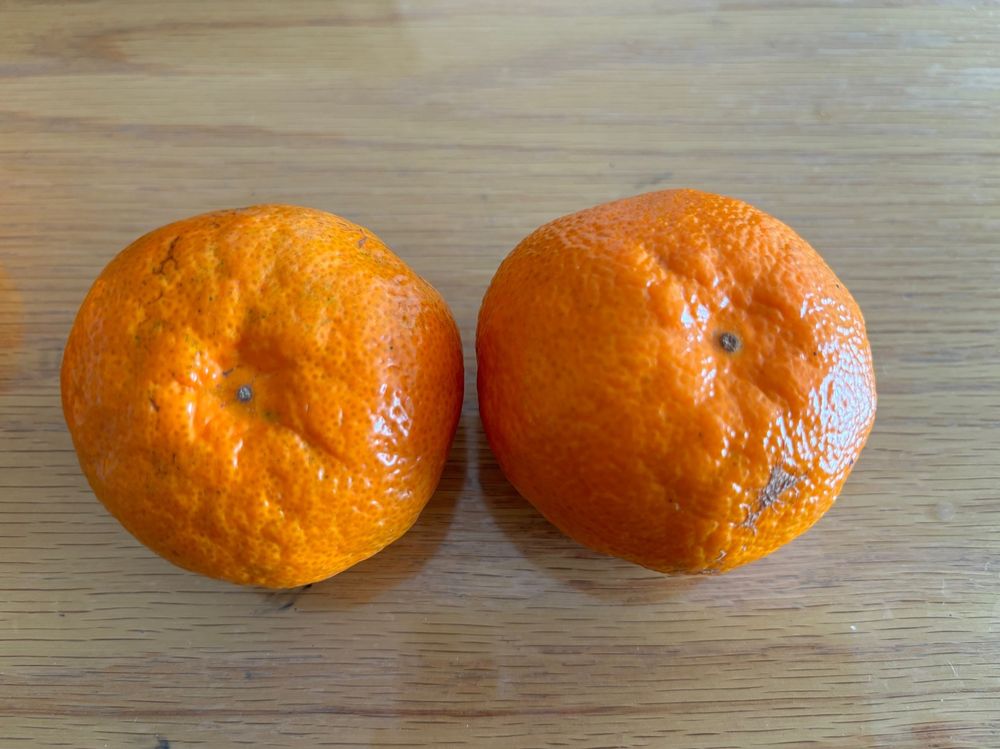 꼭지가 올록볼록한 귤이 맛있는 거에요.