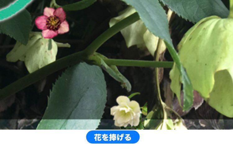 花をささげると、小さなクリスマスローズが画面に追加されます