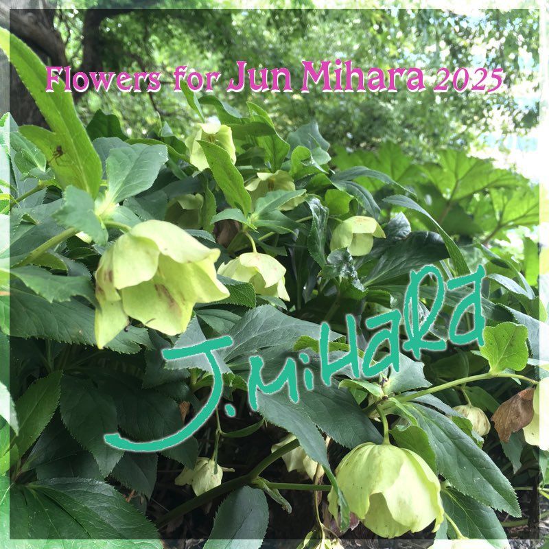 北海道大学植物園のクリスマスローズの写真と三原順さんのサイン