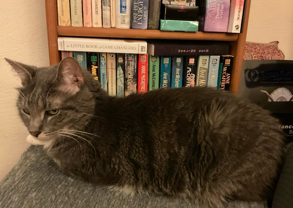 Gray tabby cat in front of bookshelf.