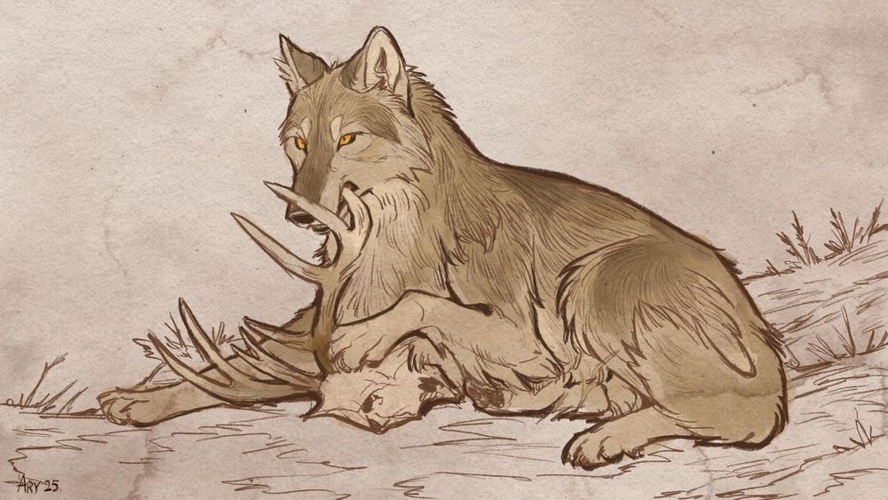 Art of a wolf gnawing on a deer skull 